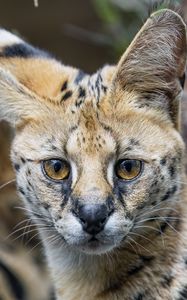 Preview wallpaper serval, cat, predator, animal, glance, fur