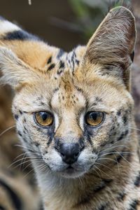 Preview wallpaper serval, cat, predator, animal, glance, fur