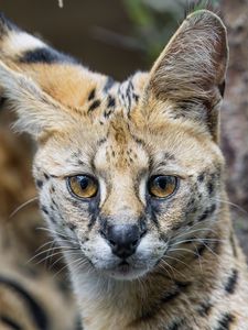 Preview wallpaper serval, cat, predator, animal, glance, fur