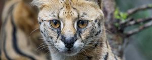 Preview wallpaper serval, cat, predator, animal, glance, fur