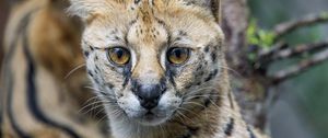 Preview wallpaper serval, cat, predator, animal, glance, fur