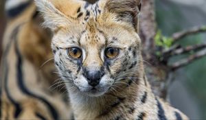 Preview wallpaper serval, cat, predator, animal, glance, fur