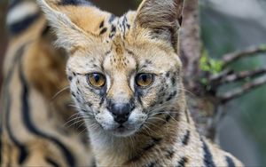 Preview wallpaper serval, cat, predator, animal, glance, fur