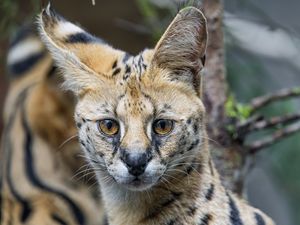 Preview wallpaper serval, cat, predator, animal, glance, fur