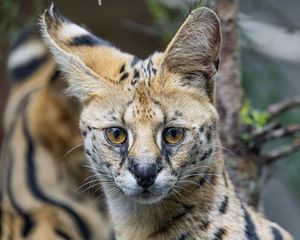 Preview wallpaper serval, cat, predator, animal, glance, fur