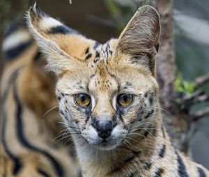 Preview wallpaper serval, cat, predator, animal, glance, fur