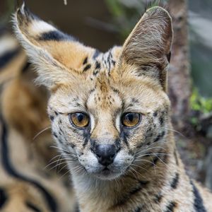 Preview wallpaper serval, cat, predator, animal, glance, fur