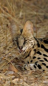 Preview wallpaper serval cat, spotted, aggressive, grass, lie