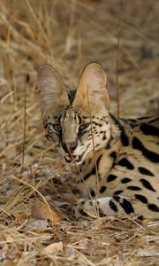 Preview wallpaper serval cat, spotted, aggressive, grass, lie