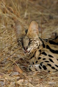 Preview wallpaper serval cat, spotted, aggressive, grass, lie