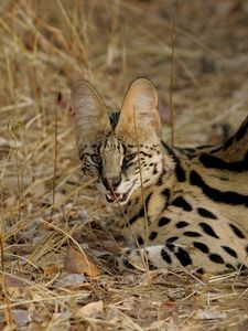 Preview wallpaper serval cat, spotted, aggressive, grass, lie