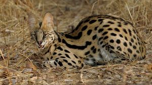 Preview wallpaper serval cat, spotted, aggressive, grass, lie
