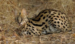 Preview wallpaper serval cat, spotted, aggressive, grass, lie