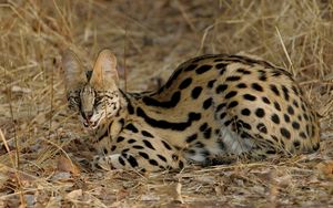 Preview wallpaper serval cat, spotted, aggressive, grass, lie