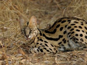 Preview wallpaper serval cat, spotted, aggressive, grass, lie