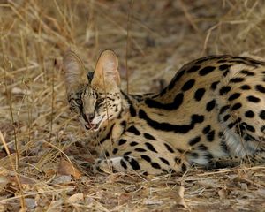 Preview wallpaper serval cat, spotted, aggressive, grass, lie