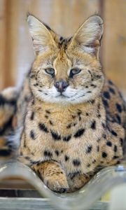 Preview wallpaper serval, glance, predator, animal, big cat