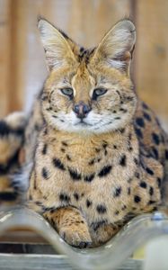 Preview wallpaper serval, glance, predator, animal, big cat