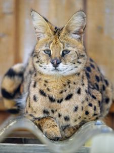 Preview wallpaper serval, glance, predator, animal, big cat