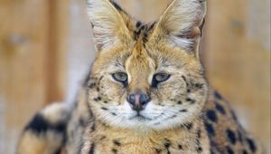 Preview wallpaper serval, glance, predator, animal, big cat