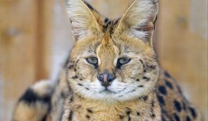 Preview wallpaper serval, glance, predator, animal, big cat