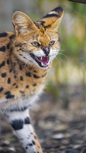 Preview wallpaper serval, grin, animal, predator, cat, wild