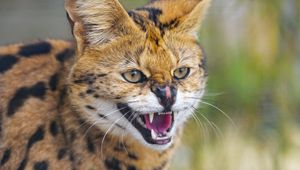 Preview wallpaper serval, grin, animal, predator, cat, wild