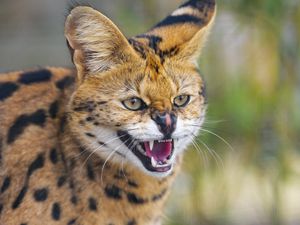 Preview wallpaper serval, grin, animal, predator, cat, wild