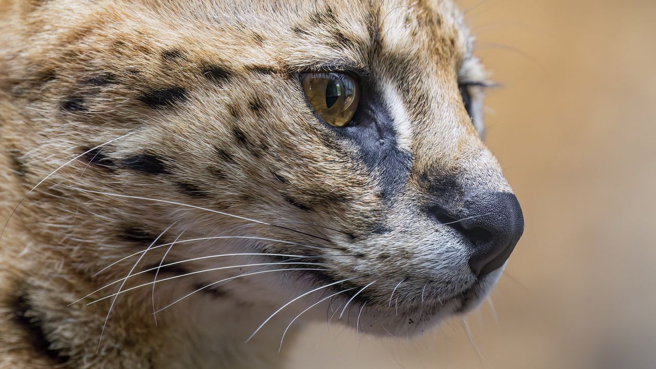 Wallpaper serval, predator, animal, wool