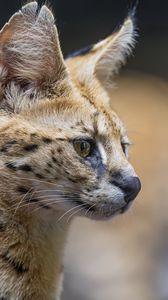 Preview wallpaper serval, predator, animal, wool