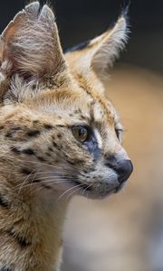Preview wallpaper serval, predator, animal, wool