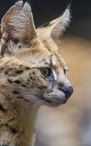 Preview wallpaper serval, predator, animal, wool