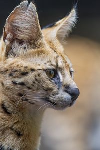 Preview wallpaper serval, predator, animal, wool
