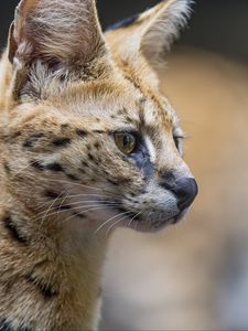 Preview wallpaper serval, predator, animal, wool