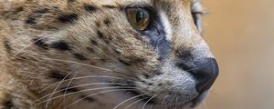 Preview wallpaper serval, predator, animal, wool
