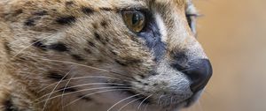 Preview wallpaper serval, predator, animal, wool
