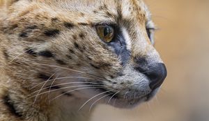 Preview wallpaper serval, predator, animal, wool