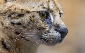 Preview wallpaper serval, predator, animal, wool