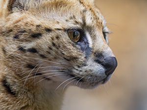 Preview wallpaper serval, predator, animal, wool