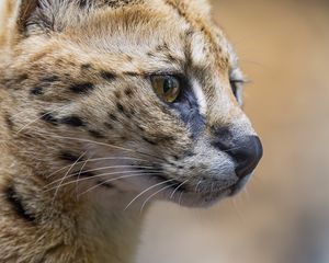 Preview wallpaper serval, predator, animal, wool