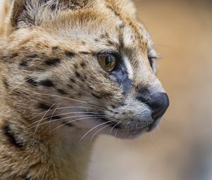 Preview wallpaper serval, predator, animal, wool
