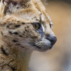 Preview wallpaper serval, predator, animal, wool