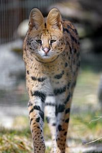 Preview wallpaper serval, predator, animal, glance, big cat