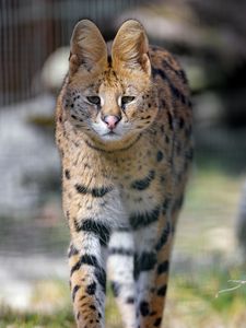 Preview wallpaper serval, predator, animal, glance, big cat