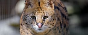 Preview wallpaper serval, predator, animal, glance, big cat