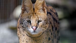 Preview wallpaper serval, predator, animal, glance, big cat