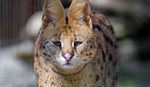 Preview wallpaper serval, predator, animal, glance, big cat