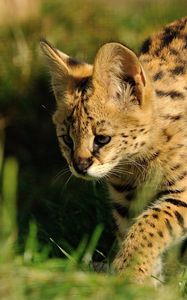 Preview wallpaper serval, predator, grass, color