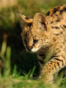 Preview wallpaper serval, predator, grass, color