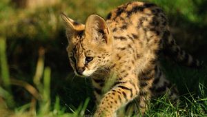 Preview wallpaper serval, predator, grass, color